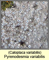 Pyrenodesmia variabilis, Caloplaca variabilis