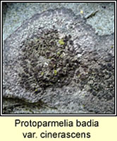 Protoparmelia badia