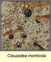 Clauzadea monticola