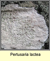 Pertusaria lactea