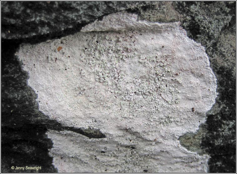 Pertusaria lactea