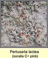 Pertusaria lactea