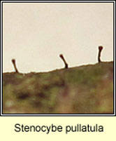 Stenocybe pullatula