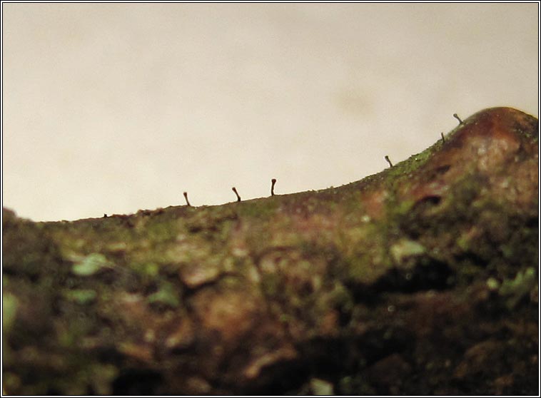 Stenocybe pullatula