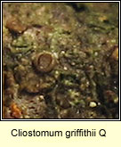 Cliostomum griffithii