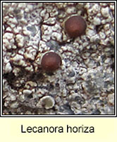 Lecanora horiza