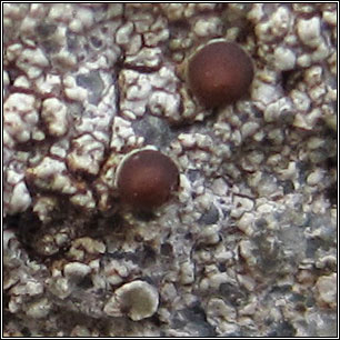 Lecanora horiza