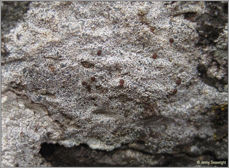 Lecanora horiza