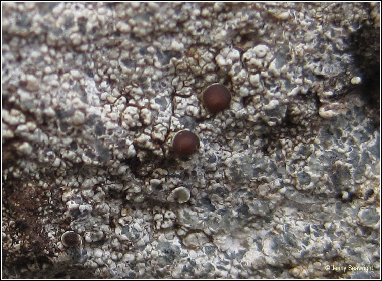 Lecanora horiza