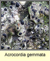 Acrocordia gemmata