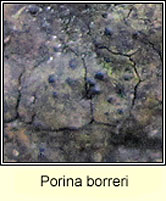 Porina borreri