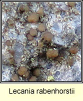 Lecania rabenhorstii