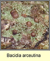 Bacidia arceutina