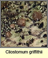 Cliostomum griffithii