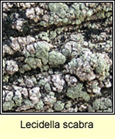 Lecidella scabra