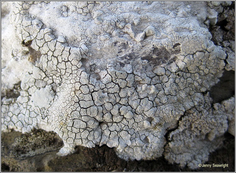 Lecanora rupicola