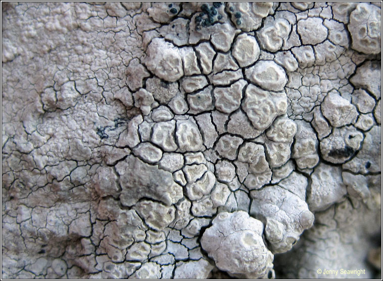 Lecanora rupicola