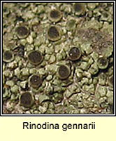 Rinodina gennarii