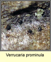 Verrucaria prominula