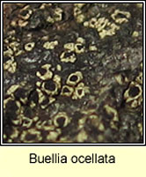 Buellia ocellata