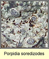 Porpidia soredizodes