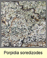 Porpidia soredizodes