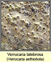 Verrucaria aethiobola