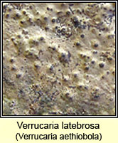 Verrucaria latebrosa, Verrucaria aethiobola