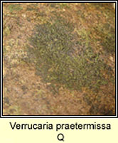 Verrucaria praetermissa Q