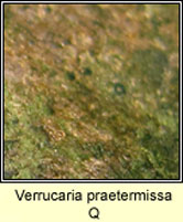 Verrucaria praetermissa Q