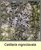 Catillaria nigroclavata