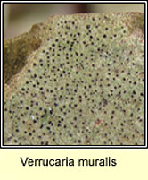 Verrucaria muralis