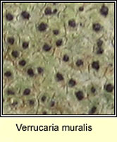 Verrucaria muralis