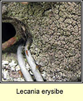 Lecania erysibe