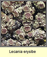 Lecania erysibe