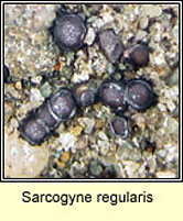 Sarcogyne regularis