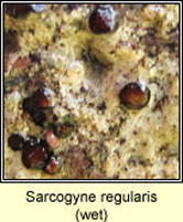 Sarcogyne regularis, wet apothecia