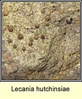 Lecania hutchinsiae