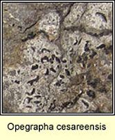 Opegrapha cesareensis