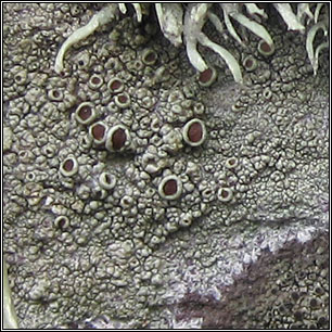 Lecanora poliophaea