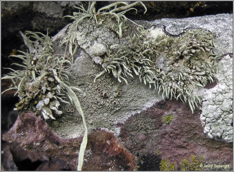 Lecanora poliophaea