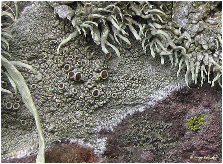 Lecanora poliophaea