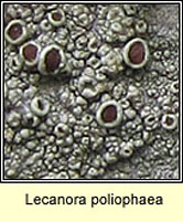 Lecanora poliophaea