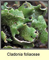 Cladonia foliaceae