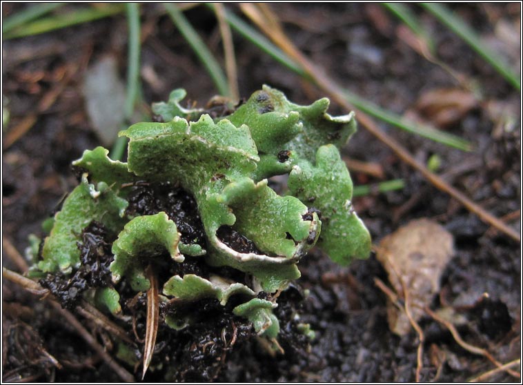 Cladonia foliacea