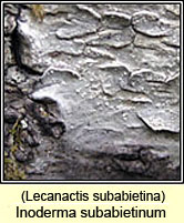 Lecanactis subabietina