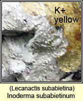 Inoderma subabietinum, Lecanactis subabietina