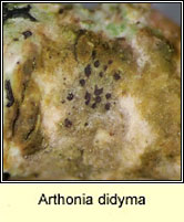 Arthonia didyma