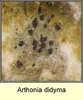 Arthonia didyma