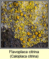 Flavoplaca citrina, Caloplaca citrina